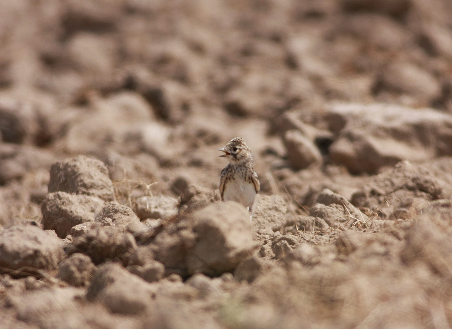 Türkistan çorak toygarı