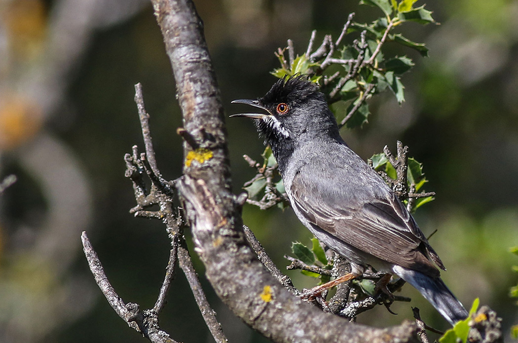 Karaboğazlı ötleğen