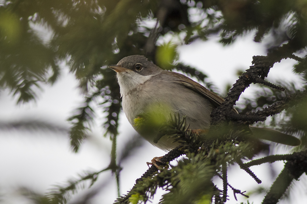 Akgerdanlı ötleğen