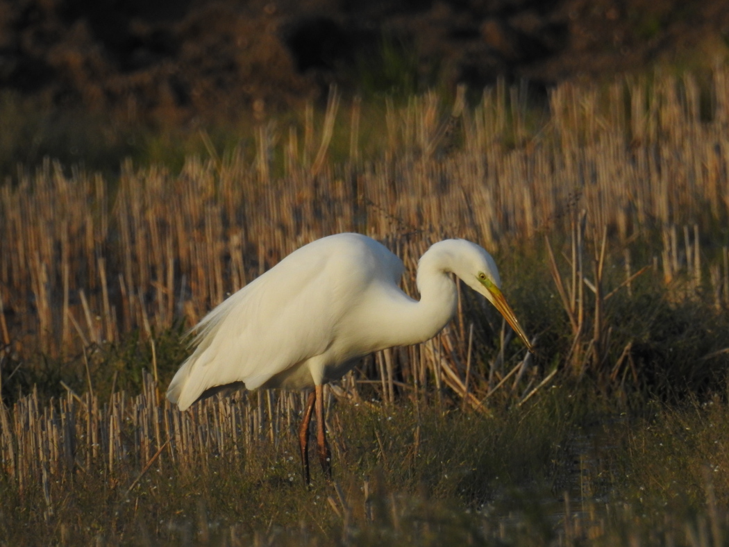 Büyük ak balıkçıl