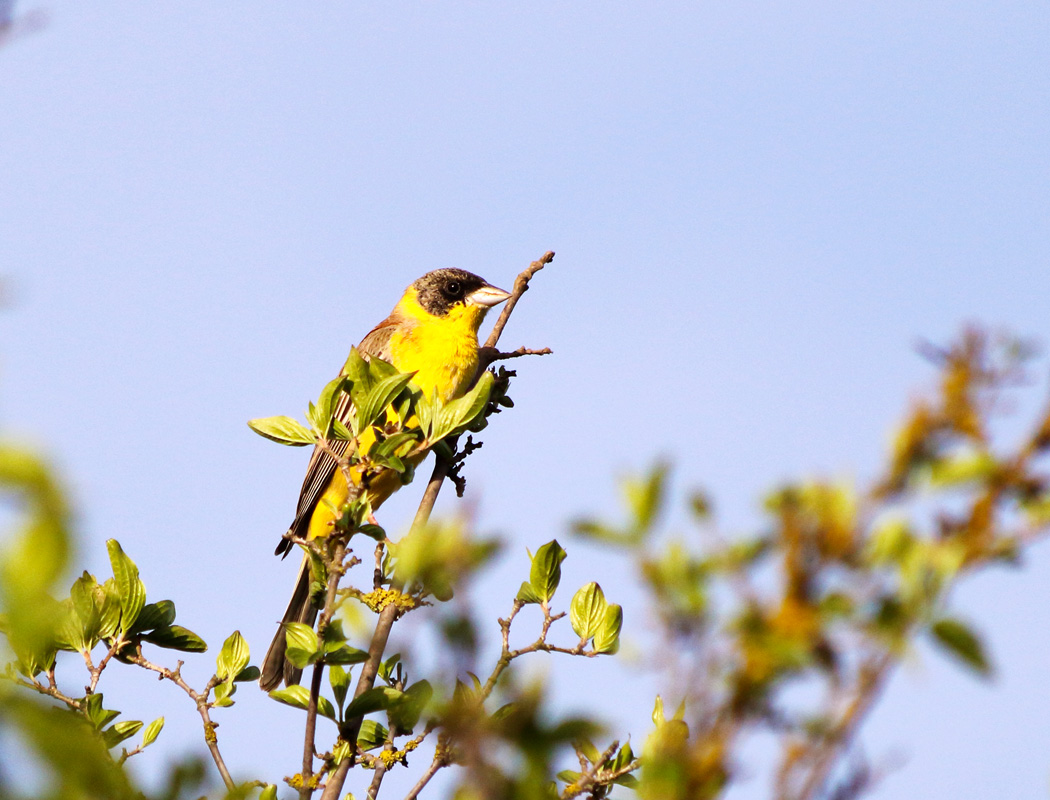 Karabaşlı kirazkuşu