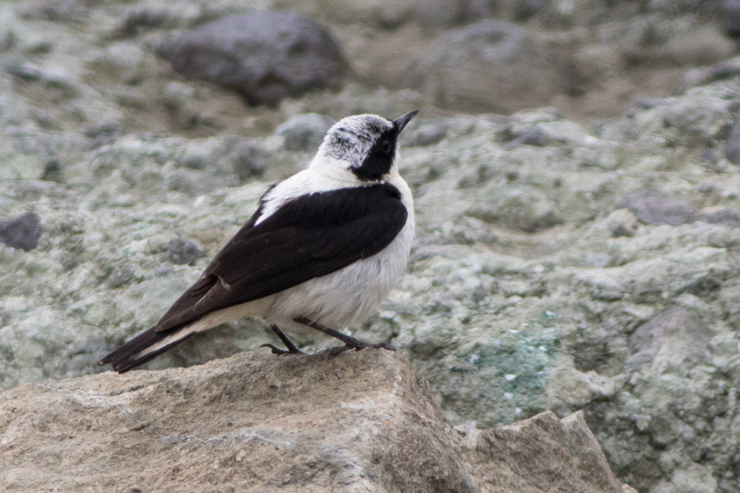 Karakulaklı kuyrukkakan