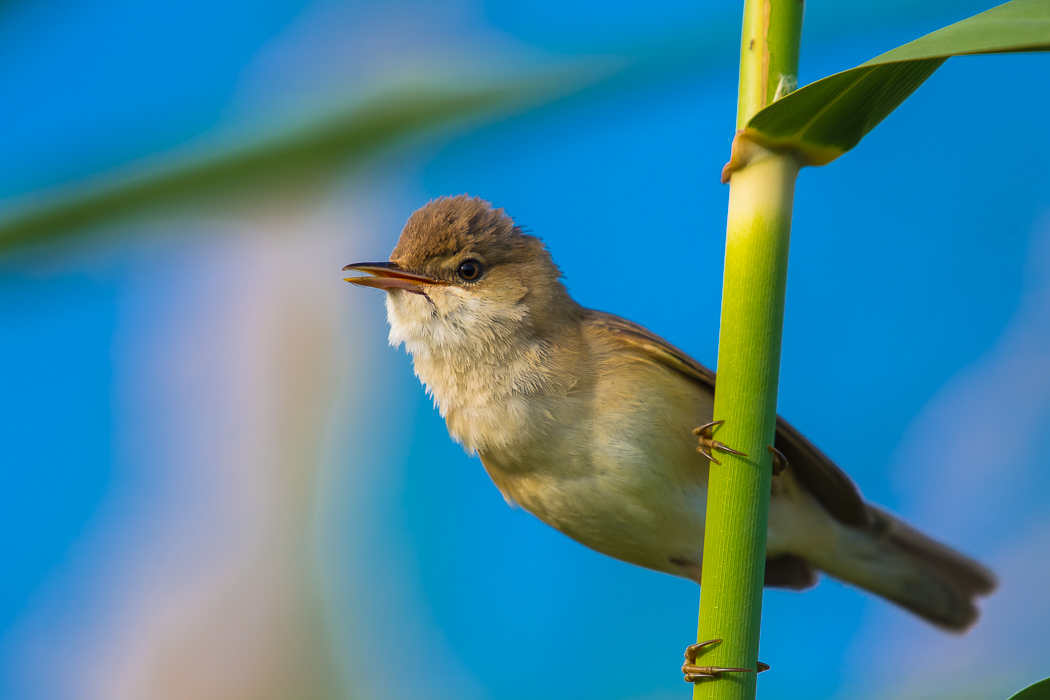 Çalı kamışçını