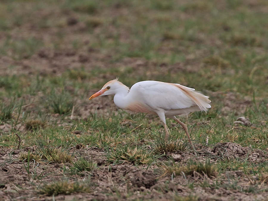 Sığır balıkçılı