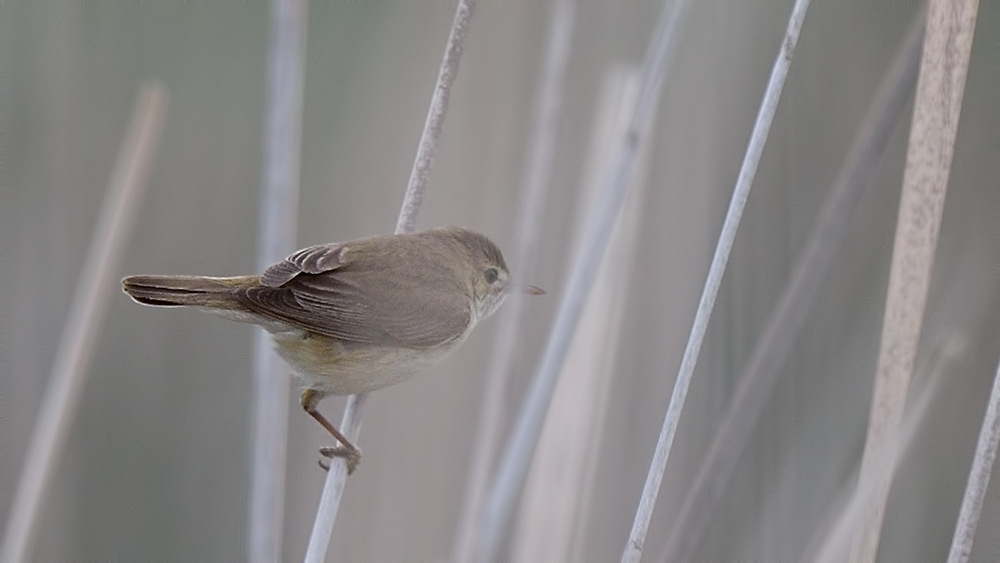 Bataklık kamışçını
