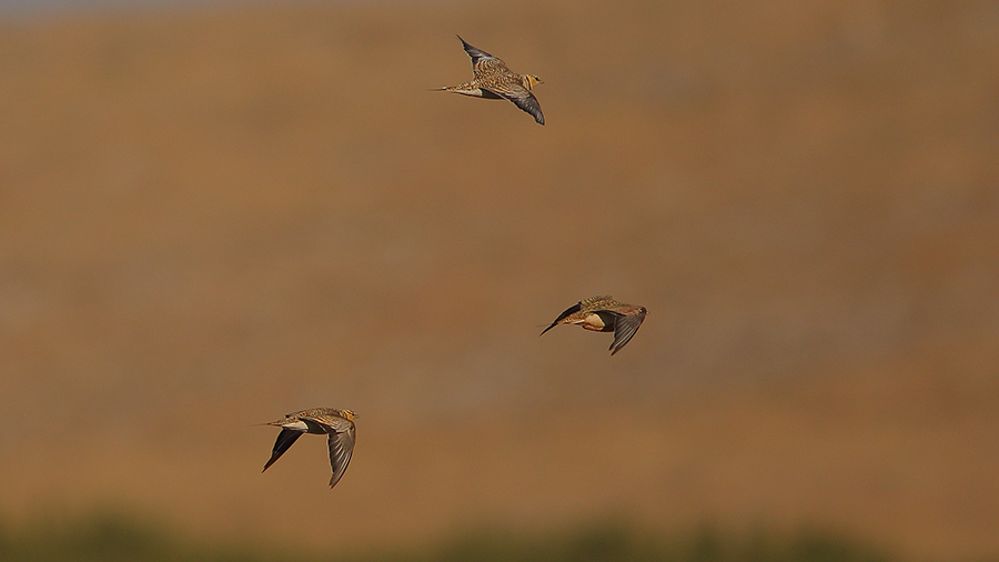Kılkuyruk bağırtlak