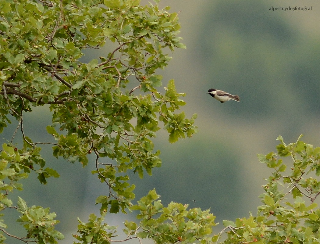 Akyanaklı baştankara