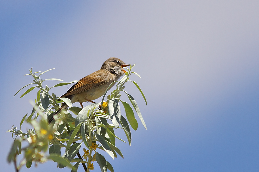Akgerdanlı ötleğen