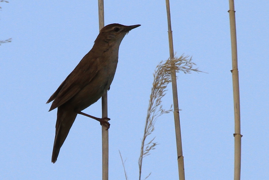 Bataklık kamışçını