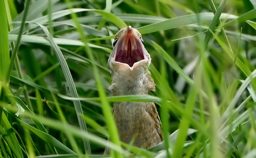 Bıldırcınkılavuzu