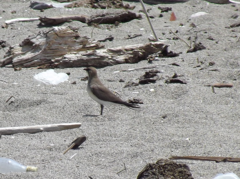 Bataklıkkırlangıcı