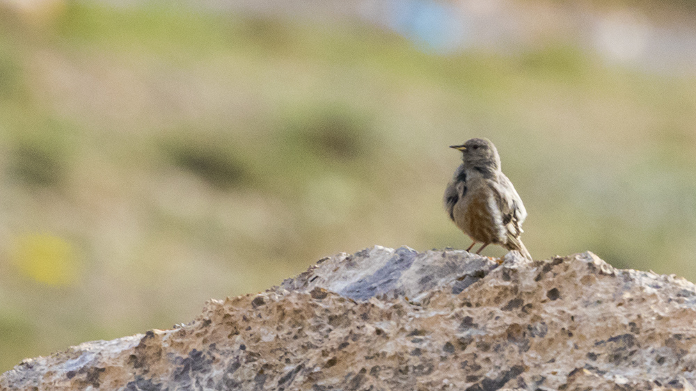Büyük dağbülbülü