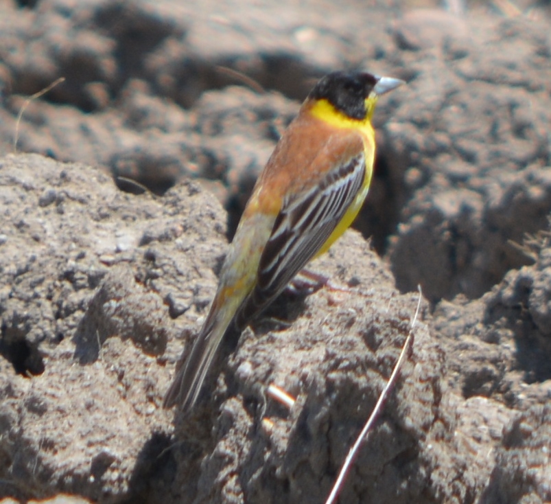 Karabaşlı kirazkuşu