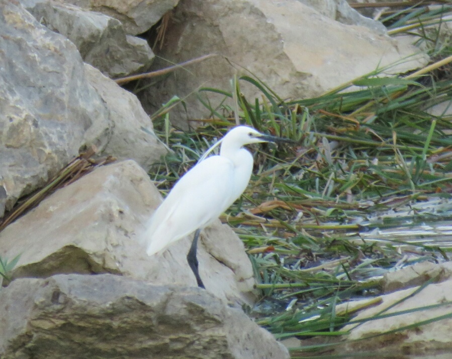 Küçük ak balıkçıl