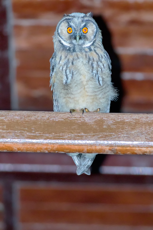 Kulaklı orman baykuşu