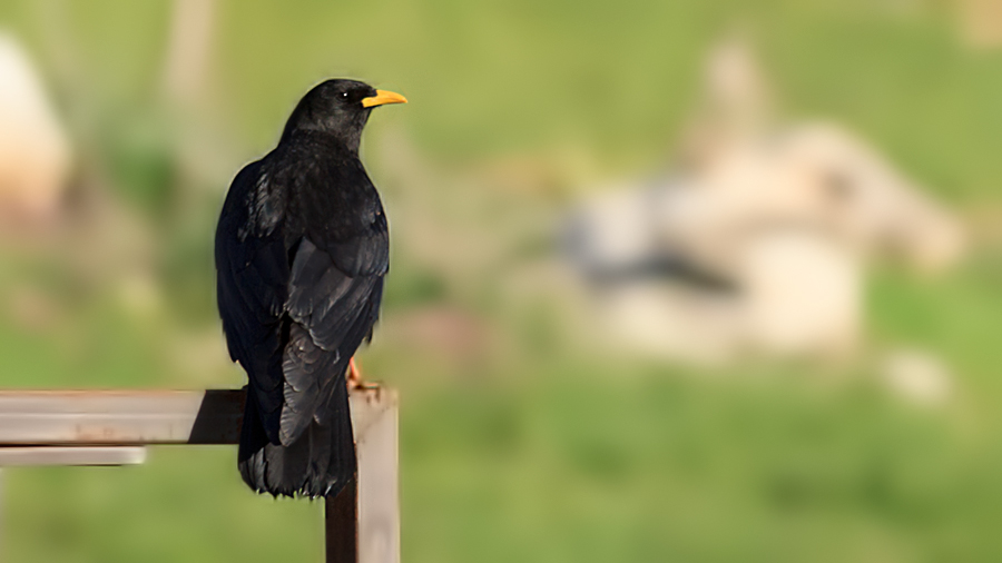 Sarıgagalı dağ kargası