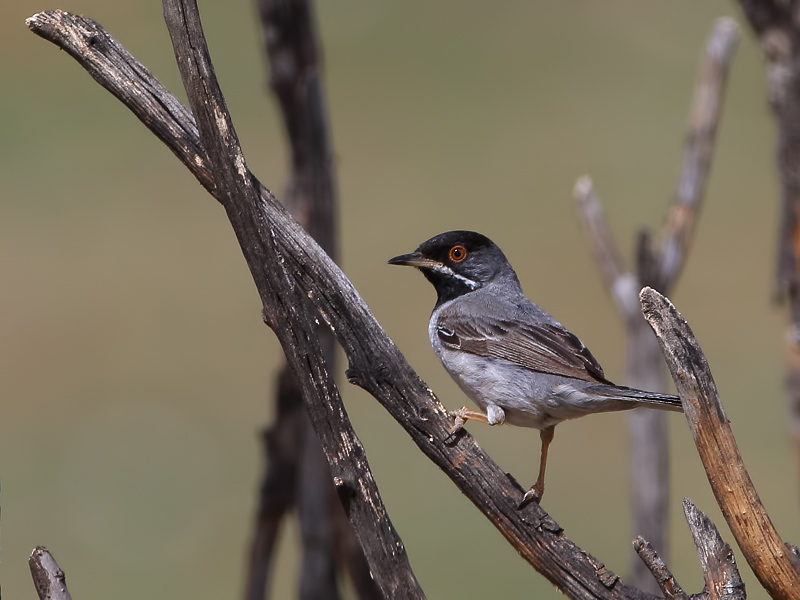Karaboğazlı ötleğen