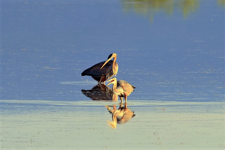Erguvani balıkçıl