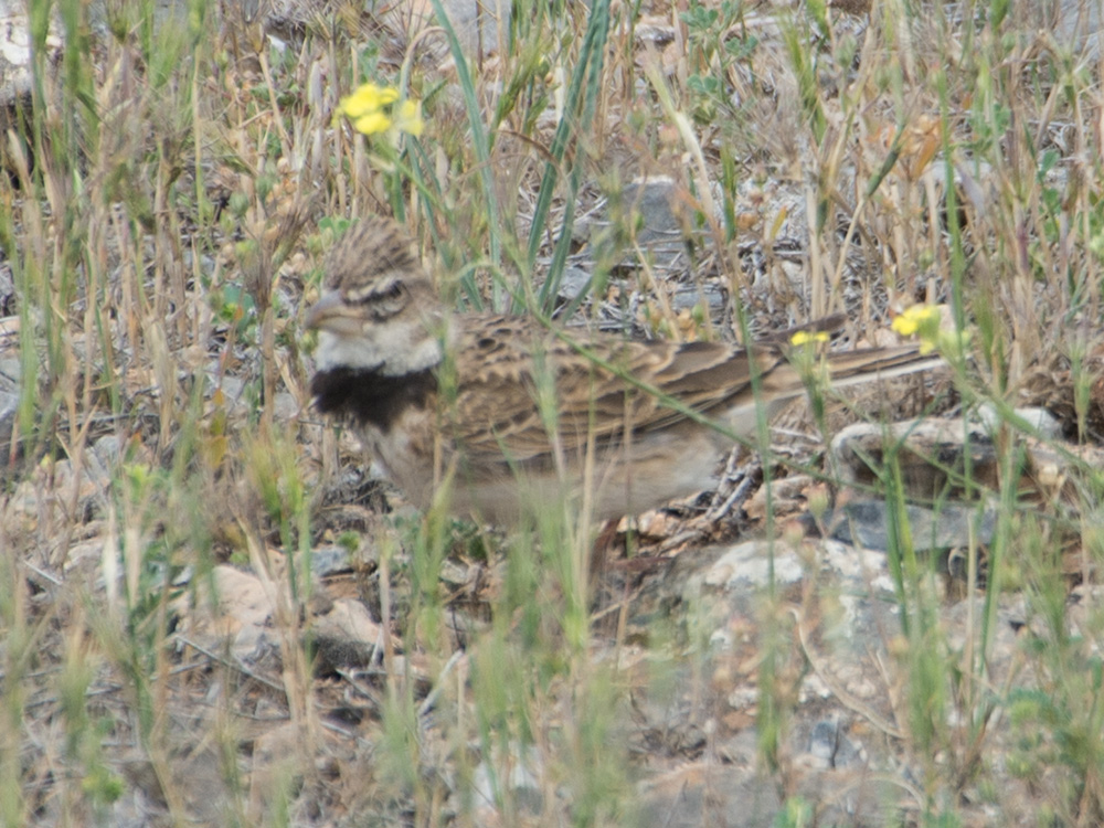 Küçük boğmaklı toygar