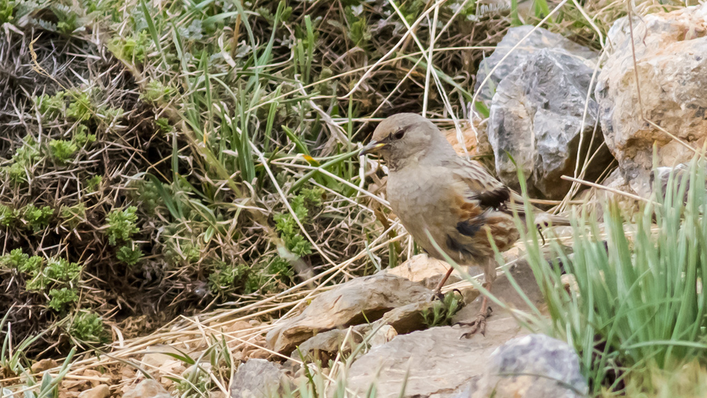Büyük dağbülbülü