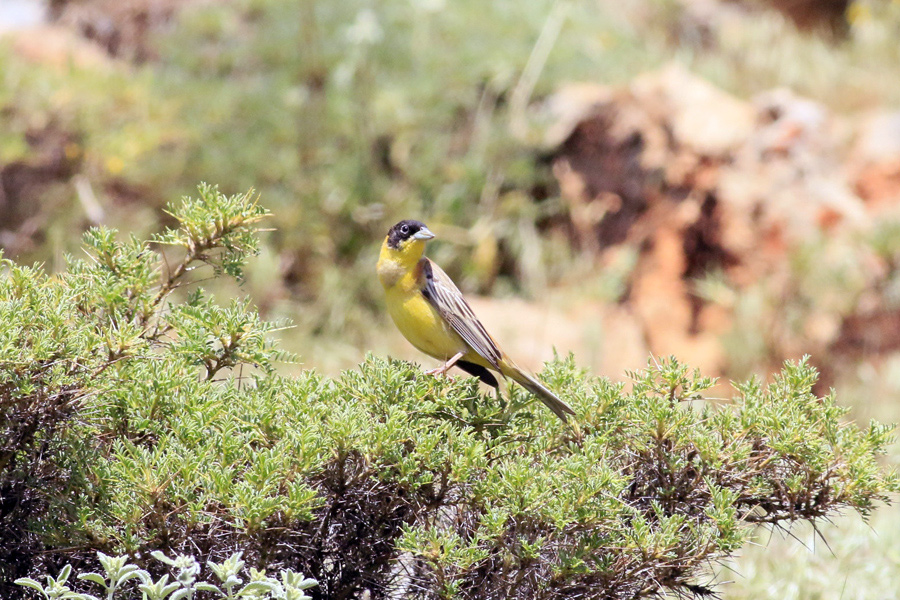 Karabaşlı kirazkuşu