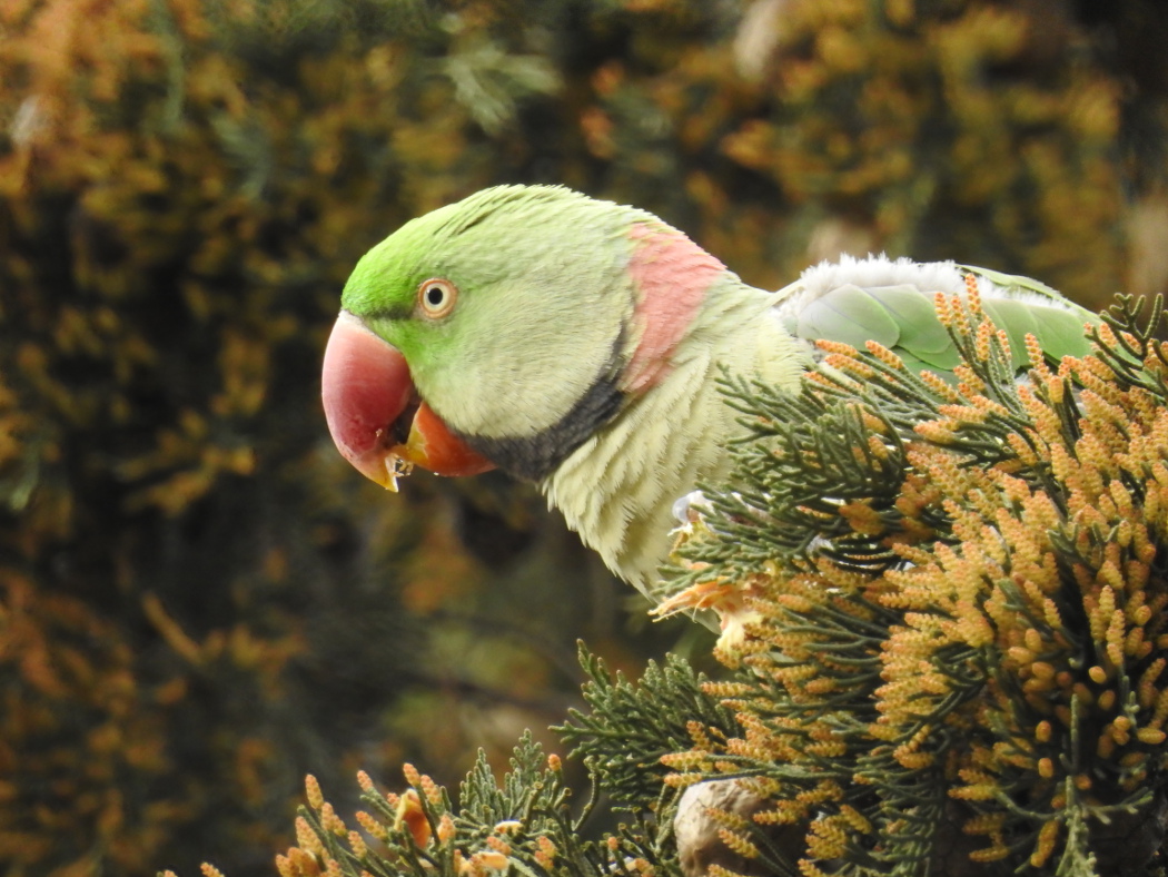 İskender papağanı