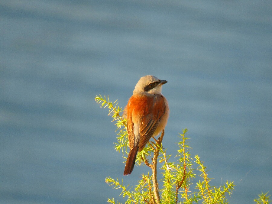 Kızılsırtlı örümcekkuşu