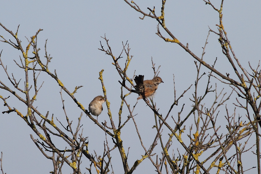 Akgerdanlı ötleğen
