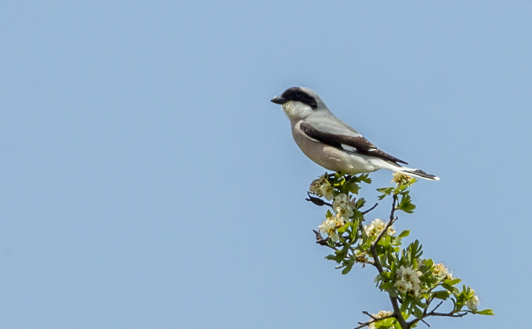 Karaalınlı örümcekkuşu