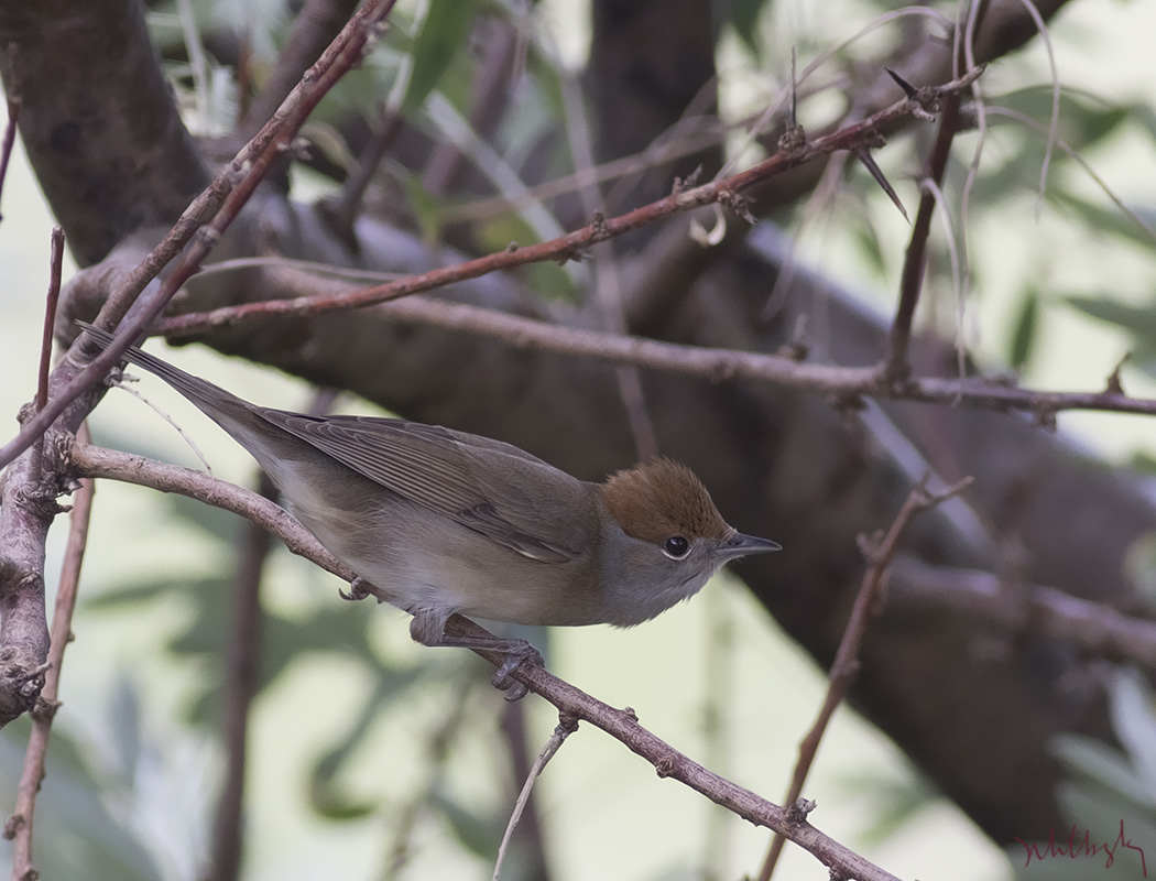 Karabaşlı ötleğen