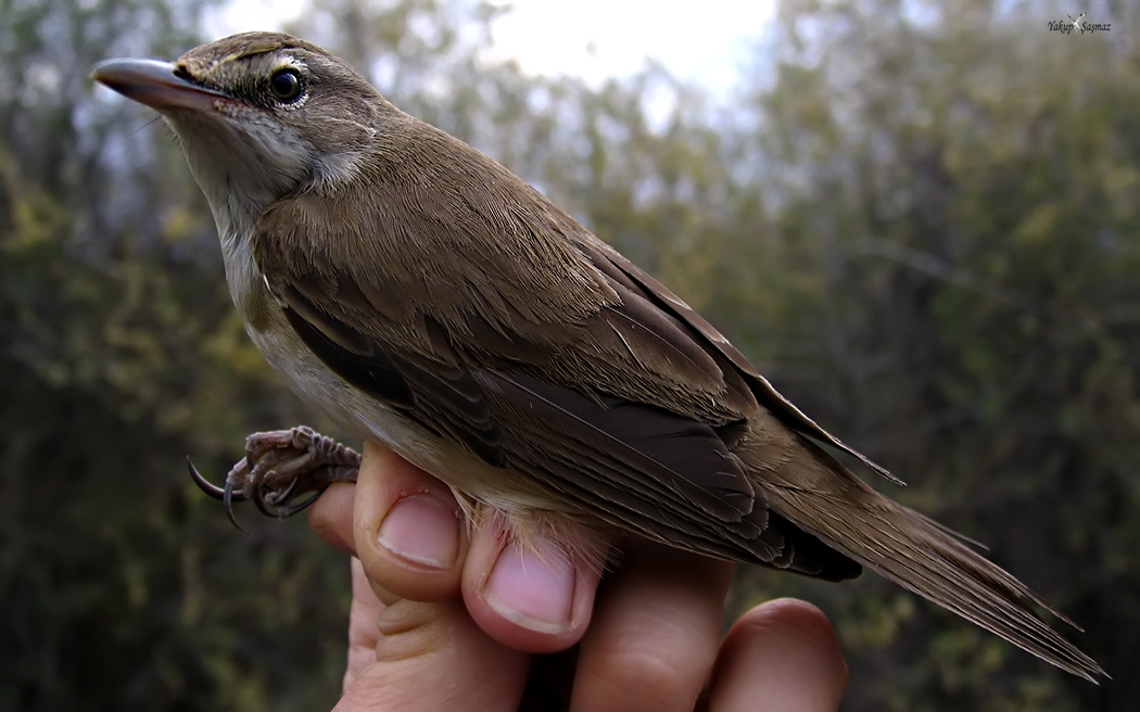 Büyük kamışçın