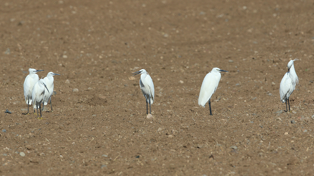 Küçük ak balıkçıl
