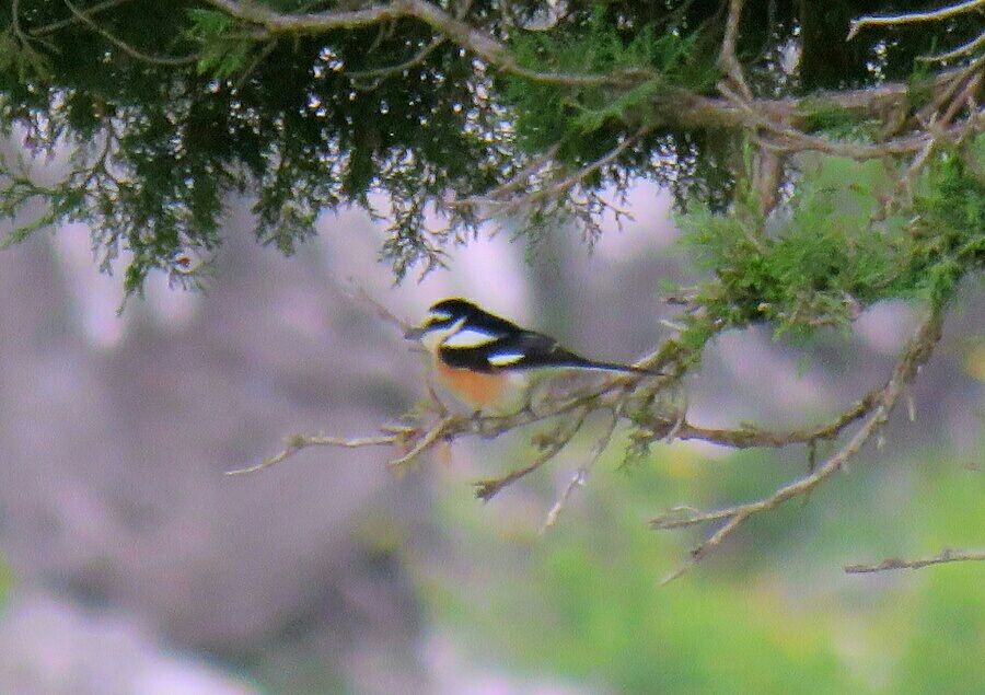 Maskeli örümcekkuşu