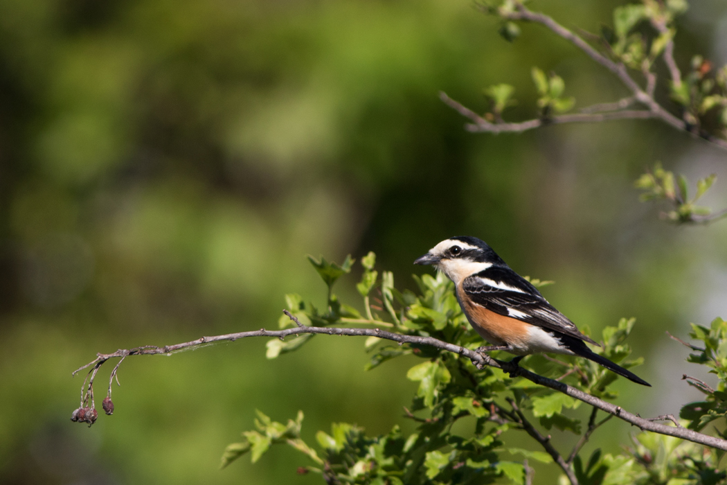 Maskeli örümcekkuşu