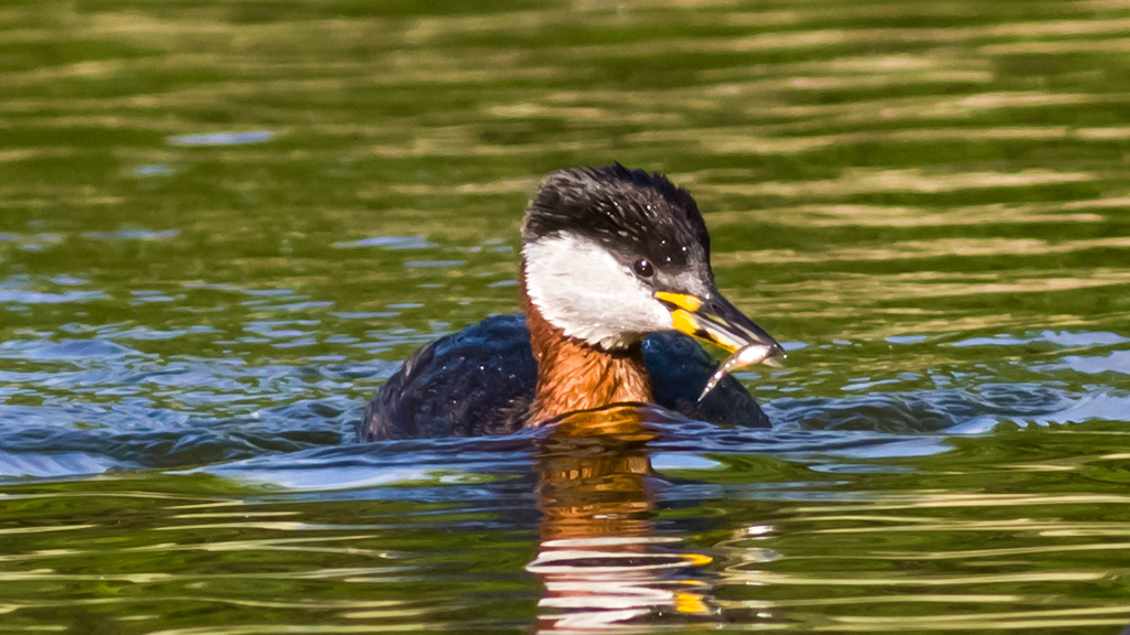 Kızılboyunlu batağan