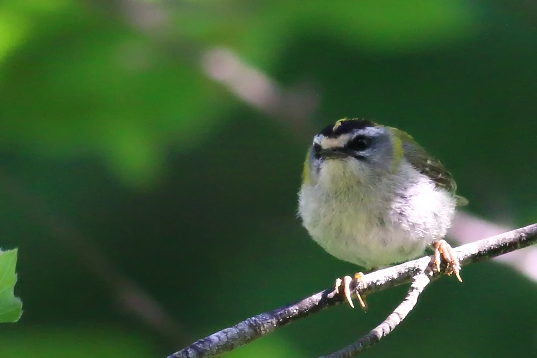 Sürmeli çalıkuşu