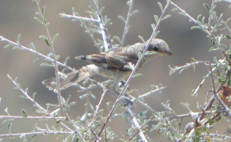 Kızılbaşlı örümcekkuşu