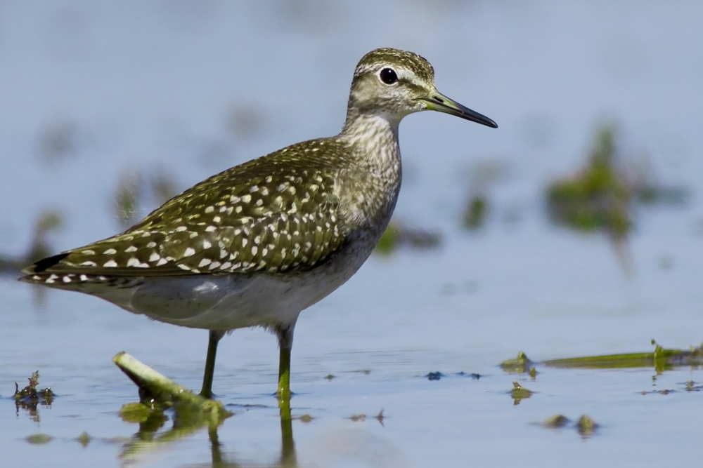 Orman düdükçünü