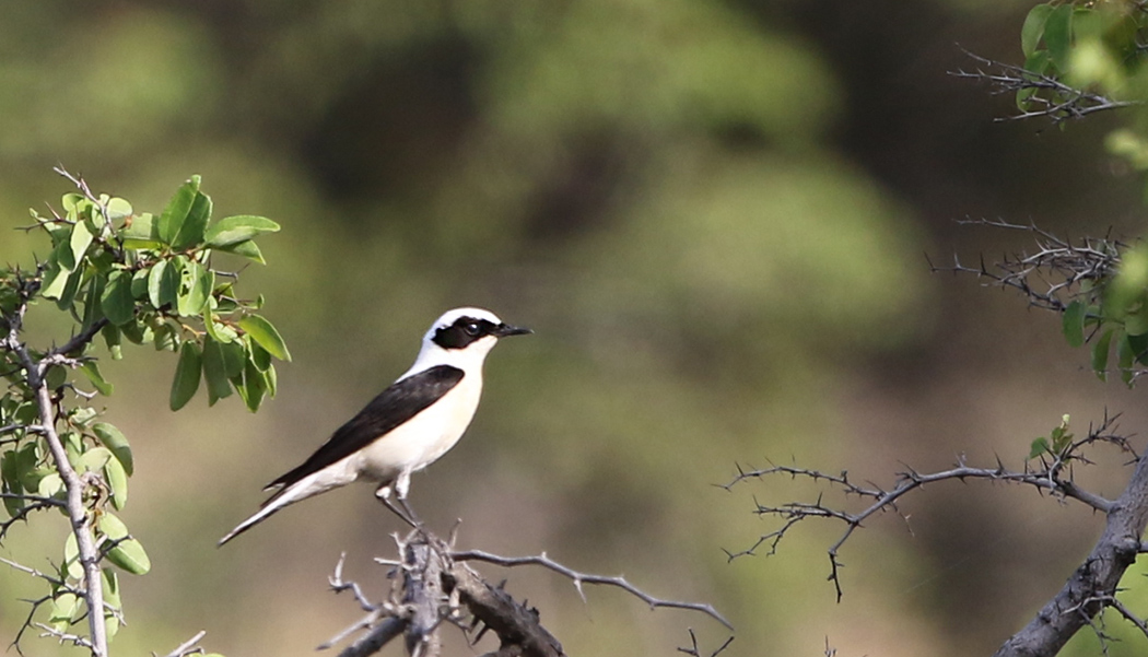 Karakulaklı kuyrukkakan