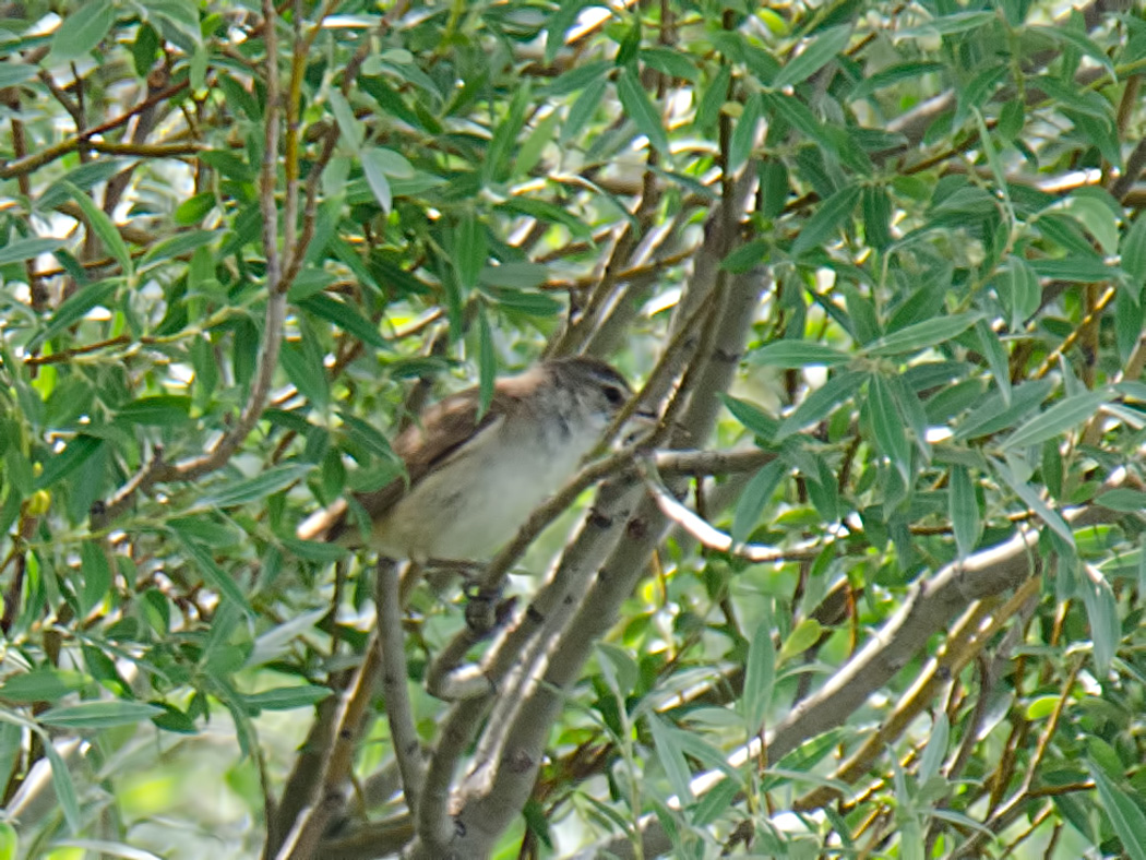 Büyük kamışçın