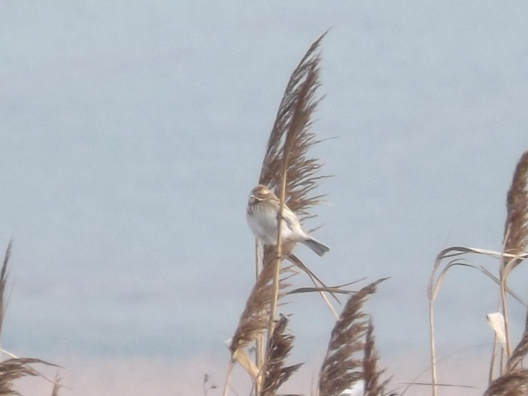 Bataklık Kirazkuşu