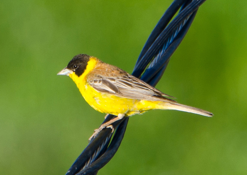 Karabaşlı kirazkuşu