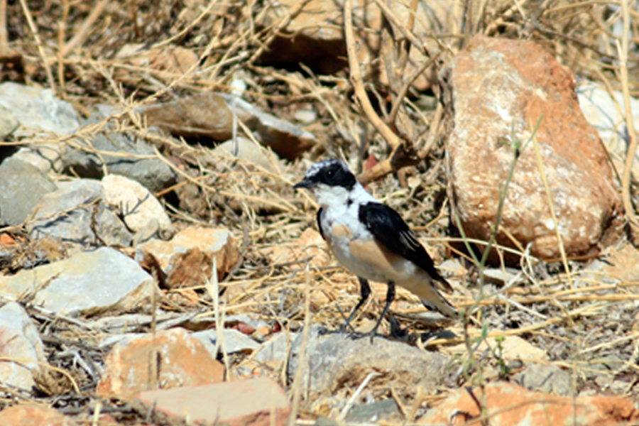 Karakulaklı kuyrukkakan