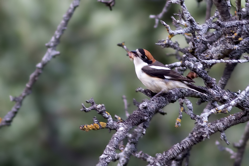 Kızılbaşlı örümcekkuşu