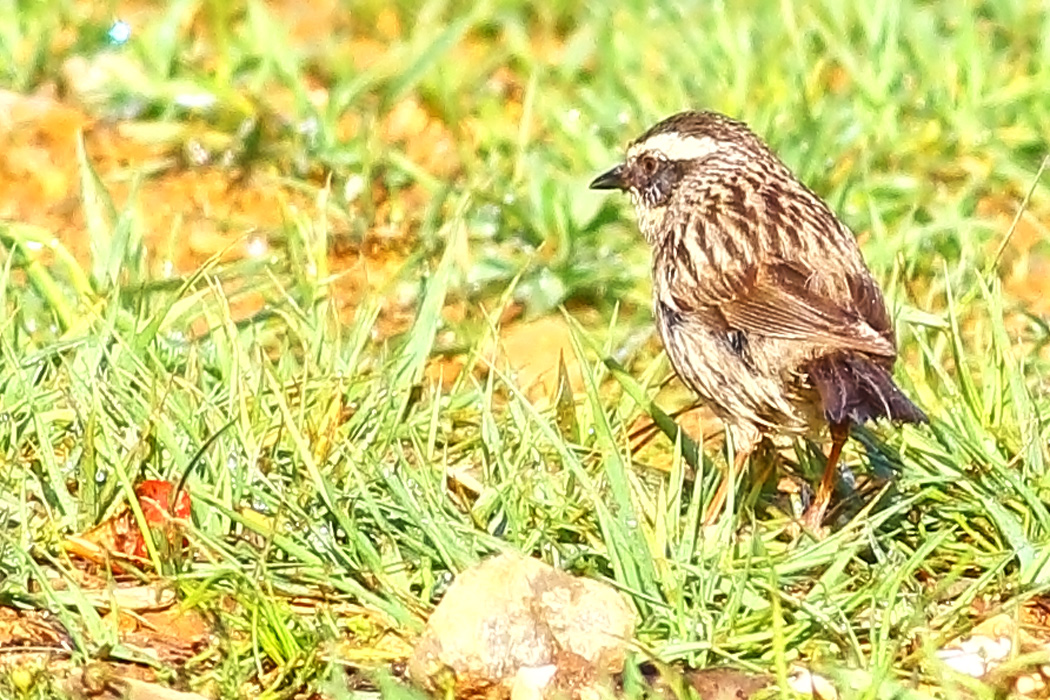 Sürmeli dağbülbülü