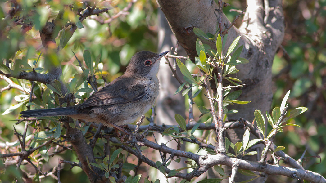 Bıyıklı ötleğen