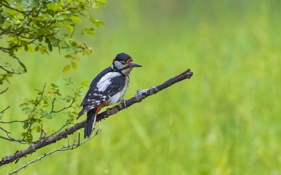 Orman alaca ağaçkakanı