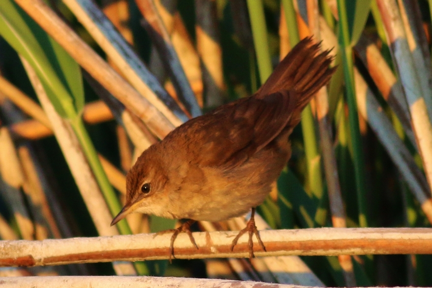 Bataklık kamışçını