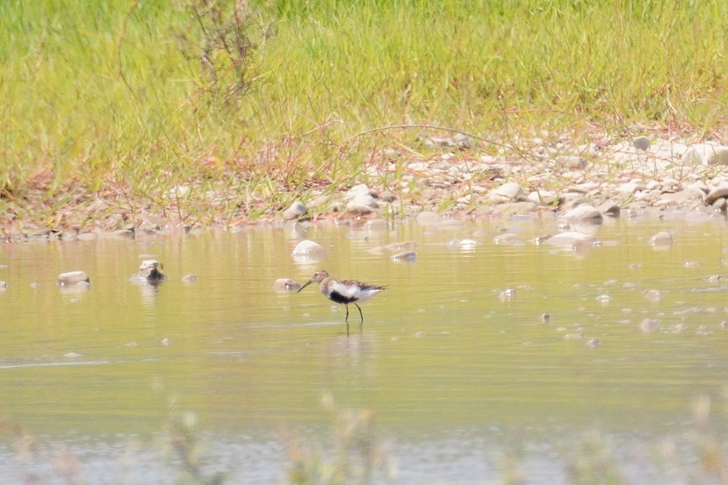 Karakarınlı kumkuşu