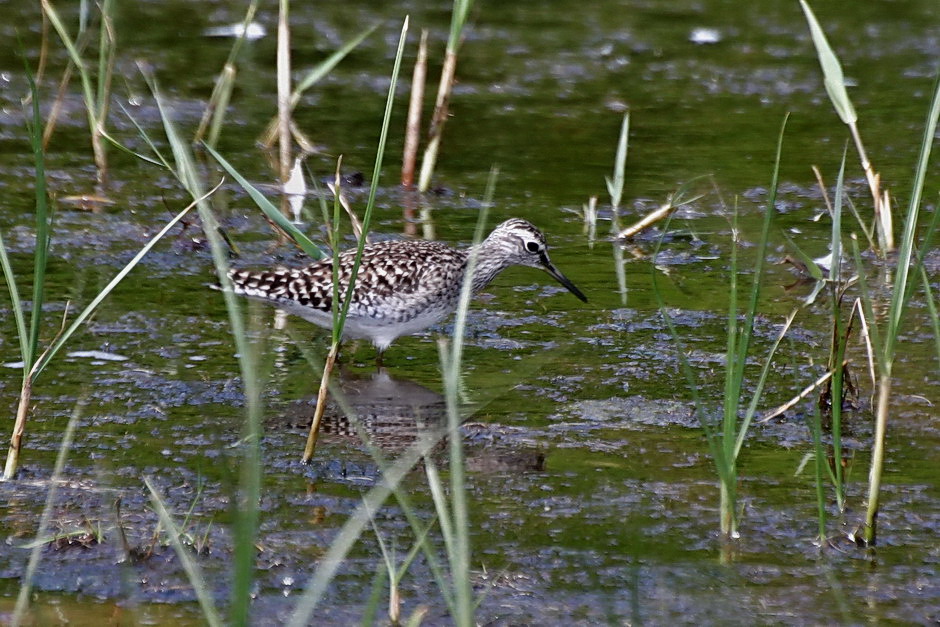 Orman düdükçünü